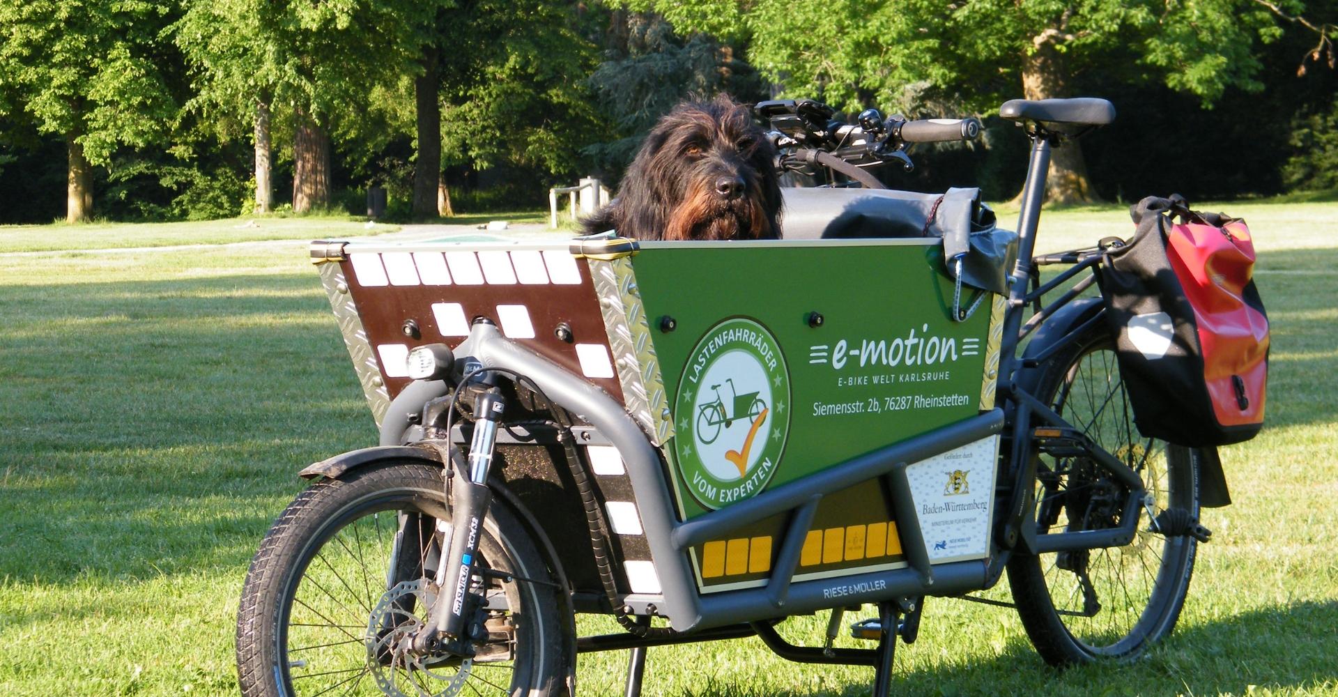 Ein Hund sitzt in einem Korb von einem Riese & Müller Lastenrad