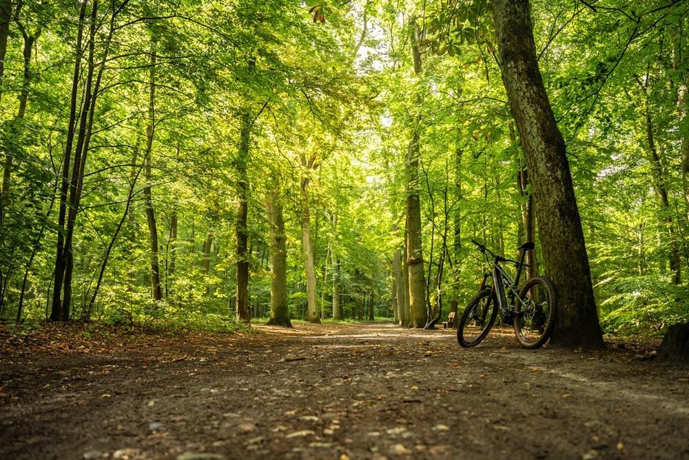 Das Bild zeigt ein Cannondale e-MTB im Wald in Lüneburg