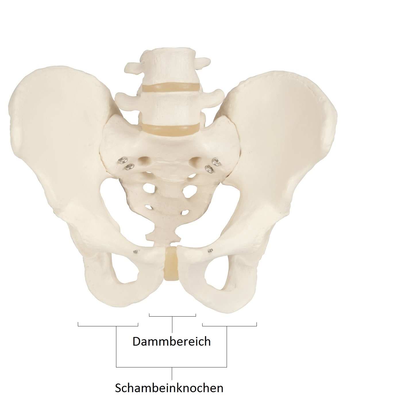 Detailierte Ansicht eines menschlichen Beckens mit markierten Bereichen für Damm und Schambeinknochen für Bildungsz
